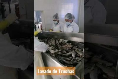 Trucha Mexicana: Conoce la belleza del Oncorhynchus chrysogaster
