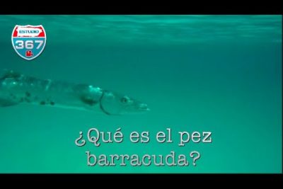 Barracuda (Sphyraena spp.): Características y hábitat