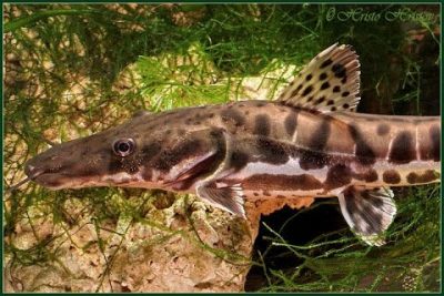 Doncella (Pseudoplatystoma spp.): La guía completa sobre esta especie de peces