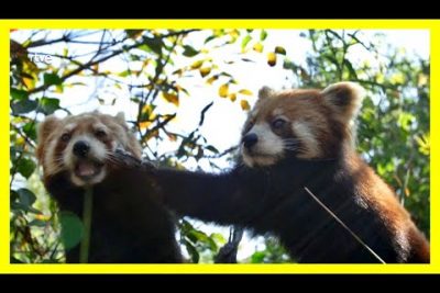 Significado cultural del panda rojo en China