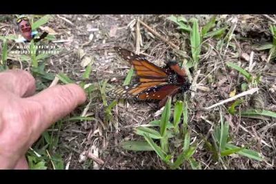 Chita mariposa: Descubre la belleza de las especies Pentapodus spp.