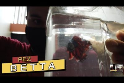 Betta coccina: Todo sobre esta increÃ­ble especie