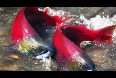 Salmón rojo o sockeye: Delicioso pescado de temporada