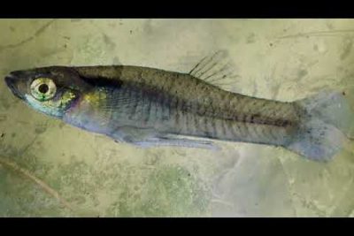 Gambusia hispaniolae: La especie de pez invasora que debes conocer