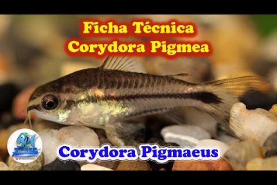 Pez gato labeo enano: Todo sobre el Corydoras pygmaeus